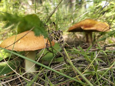 This is a close-up, low-angle shot of two mushrooms growing in a grassy, wooded area. The mushroom in the foreground, on the left, has a light brown, convex cap with a slightly speckled surface and a pale white stem. To its right, and slightly further back, is another mushroom with a more muted brown cap. The foreground is filled with a dense tangle of green grass and dry, brown stems, with some darker green foliage and a few bare branches. The background is out of focus, showing more greenery and hints of tree trunks. The lighting suggests an overcast day or dappled shade. The scene is natural, likely a forest floor or meadow in Novoozornyy, Russia. There are no people or animals visible.