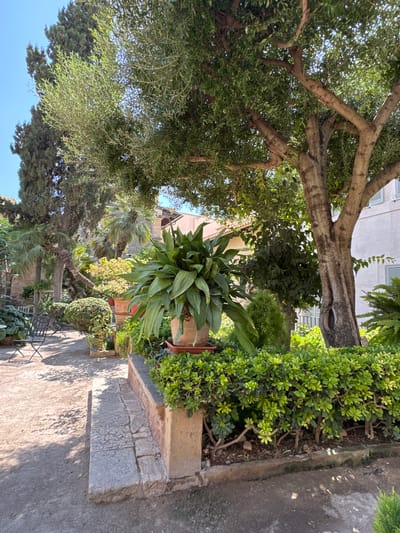 The image depicts a sun-drenched courtyard garden in Palma de Mallorca, Spain. The foreground features a stone step leading to a low, stone-faced planter filled with a vibrant green hedge. To the right of the hedge is a large potted plant with broad, glossy leaves. Dominating the center and right side of the image is the thick, gnarled trunk and branches of a mature tree, its leaves creating dappled shade on the gravel pathway. Behind the main tree, the courtyard reveals more of its garden elements: various potted plants, including palms and other tropical flora, are visible. In the background, a pale, stucco building with shuttered windows and a terracotta-tiled roof suggests the presence of nearby structures, possibly residential or historical buildings. The pathway is composed of compacted gravel and dirt, marked by shadows from the surrounding foliage. To the left, a metal bistro set with chairs and a small table hints at an area for relaxation. The overall impression is one of a secluded, verdant oasis within an urban setting. There are no people visible in the scene.