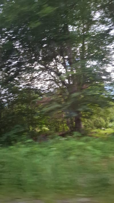This is a motion-blurred photograph of a natural landscape. In the foreground, there is a blurred expanse of green grass, suggesting movement or a fast shutter speed. Behind the grass, a dense forest of trees is visible, also heavily blurred. The trees are predominantly green, with some darker trunks and branches showing through the foliage. The sky is a bright white, indicating it is daytime, but it is also blurred, blending with the tops of the trees. The overall impression is one of speed and a fleeting glimpse of nature. The location is described as the city of Razlog, Bulgaria, implying this scene was captured while in transit within or near the city. There are no people or specific man-made objects clearly discernible due to the motion blur.