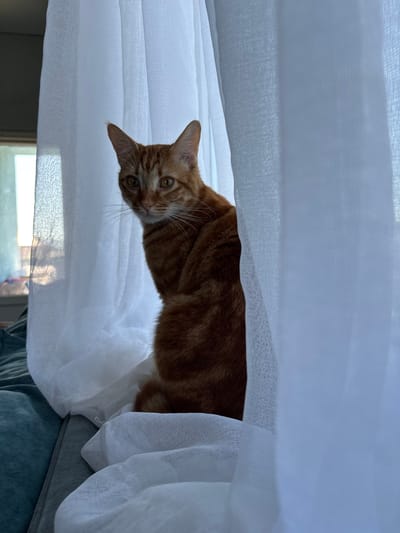 An orange tabby cat is sitting behind white sheer curtains, looking towards the camera. The cat is positioned on a surface that appears to be a sofa or bed covered with a gray and teal fabric. The background shows a window with natural light filtering through. The scene takes place indoors.