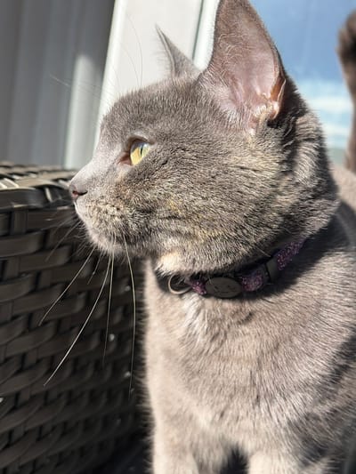 A close-up, angled shot depicts a gray cat wearing a purple collar with a smiley face tag, lying on a dark wicker surface. The cat's head is tilted downwards, with its left ear visible. Its fur is gray with some areas appearing lighter due to sunlight. The cat has yellow-green eyes and long white whiskers. The background includes a blurred, bright area suggesting an outdoor setting. There is no identifiable evidence indicating this is a scene in Lørenskog, Norway.