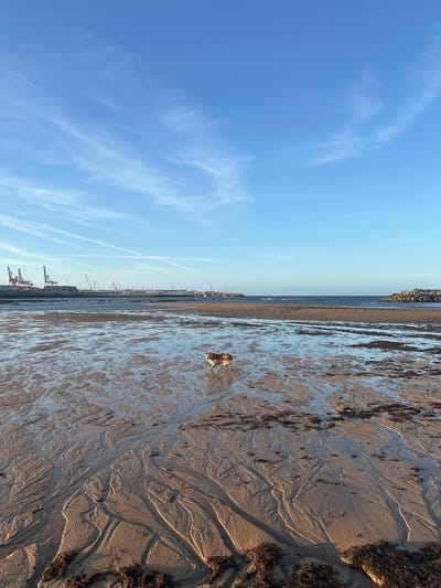 A dog stands on a wet, sandy beach, which displays a pattern of ripples and shallow pools of water. In the background, the sea meets a rocky breakwater. Further in the distance, a harbor with cranes and a line of buildings is visible, along with a clear blue sky with thin, wispy clouds. This scene is the El Musel fishing port in Gijón, Spain.