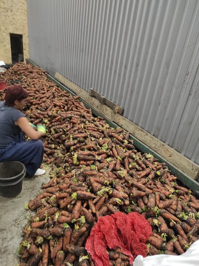 This media file depicts an outdoor scene where a large pile of carrots is being processed. A person, wearing a dark blue outfit and white shoes, is partially visible, appearing to be working with the carrots. They are reaching into the pile, possibly sorting or bagging them. A red mesh bag is also visible near the carrots. The background features a corrugated metal roof structure, suggesting a sheltered outdoor workspace or agricultural building. The ground appears to be concrete. The lighting indicates it is daytime. The overall impression is one of agricultural labor.