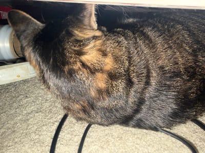 A tabby cat is nestled underneath a shelf in an indoor environment. The cat's fur displays a pattern of black, brown, and gold stripes. Its head is turned away from the camera, showing its left ear and the back of its head. The cat is positioned on a light-colored carpeted surface, and black electrical cords are visible on the carpet. Beneath the shelf, a white spool with a clear plastic wrap is partially visible, along with a white plastic object. The overall lighting suggests an indoor setting with limited light. There is no visible indication of the cat's location within the city of Portland, United States of America.