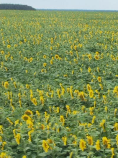This image depicts a vast field of sunflowers under a clear sky. The sunflowers, characterized by their bright yellow petals and dark centers, are densely packed, creating a vibrant tapestry of yellow and green. The field stretches to the horizon, where it meets a faint line of dark trees, possibly a forest edge. The overall impression is one of natural abundance and a rural landscape. The location is stated as Verdamietski Sel'ski Savet, Belarus. There are no people or animals visible in the image.