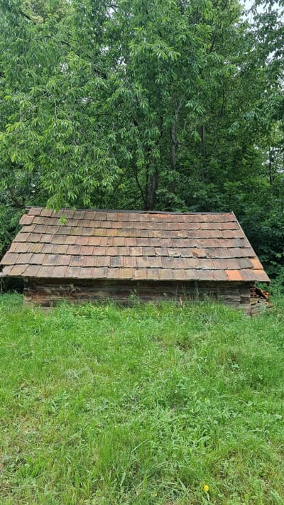 An outdoor, eye-level, medium shot captures a rustic, wooden shed with a weathered, tiled roof situated amidst lush green grass and a dense backdrop of trees. The shed, constructed from rough-hewn logs, has a sloping roof covered in numerous, unevenly placed, terracotta-colored tiles, some of which appear chipped or missing. The wooden structure itself shows signs of age, with visible grain and texture. The foreground is dominated by a thick carpet of green grass, varying in height and texture, with a few small yellow wildflowers scattered throughout. Behind the shed, a wall of mature trees with dense green foliage creates a natural, wooded environment. The lighting suggests an overcast day, providing soft, diffused light. The scene appears to be in a rural setting, possibly the outskirts of Vyshka, Ukraine, given the natural elements and traditional-looking structure. There are no people or animals visible in the image.