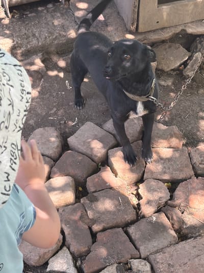 An outdoor scene features a black dog on a chain, standing on a surface composed of rough, weathered bricks. The dog is looking to the right, with its tongue slightly protruding. A child, partially visible from the back and side, is on the left of the frame, wearing a light-colored hat with black lettering. The background consists of dirt, rocks, and shadows, suggesting a rustic or undeveloped area. The lighting indicates a sunny day, casting distinct shadows from the dog and surrounding objects. The overall environment appears to be a yard or outdoor space, possibly in a rural or semi-rural setting.