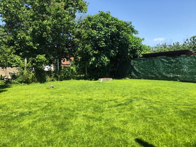 This image captures a sunlit residential backyard or garden in Brestnik, Bulgaria, on a clear day. The foreground features a meticulously maintained, vibrant green lawn, illuminated by direct sunlight, with a distinct shadow of an unseen object or person extending from the bottom right corner. Two small, indistinct objects are present on the lawn: one conical and red, positioned towards the left-center, and another small, white object near a larger, rectangular concrete or wooden structure situated centrally in the middle ground.

The perimeter of the garden is defined by various elements. On the left, a stone wall is partially visible, behind which dense green foliage of trees rises. Two weathered concrete fence posts are embedded near the left edge, disappearing into the vegetation. Further into the left background, a portion of a building with a terracotta-tiled roof is discernible amidst the trees. The mid-to-background is dominated by a variety of mature deciduous trees with lush green leaves, casting dappled shadows on the lower vegetation. One particularly large, dense tree with broad leaves is prominent on the right side of the frame, possibly a fig tree. To the far right, a dark green privacy screen or fence, composed of a mesh-like material, stretches across the boundary. The upper portion of the image reveals a clear, light blue sky with only a few sparse, wispy white clouds. No people are visible within the scene.