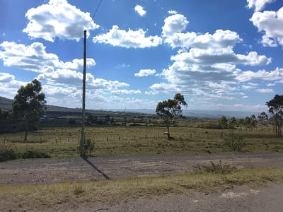 The scene depicts an expansive open landscape in Kiambu Township ward, Kenya, under a blue sky populated by numerous scattered cumulus clouds. A dry, unpaved dirt road with minimal vegetation occupies the immediate foreground. Centered slightly left, a single wooden utility pole with an overhead wire casts a defined shadow across the road and into a sparse shrub. The midground consists of large, fenced grassland sections containing scattered broadleaf trees with green canopies. Two light-colored quadruped animals are visible grazing within these fields: one positioned near a tree on the left, and another further back to the right. The background features low, distant hills, with isolated structures and a slender vertical mast discernible against the horizon. No individuals are present.