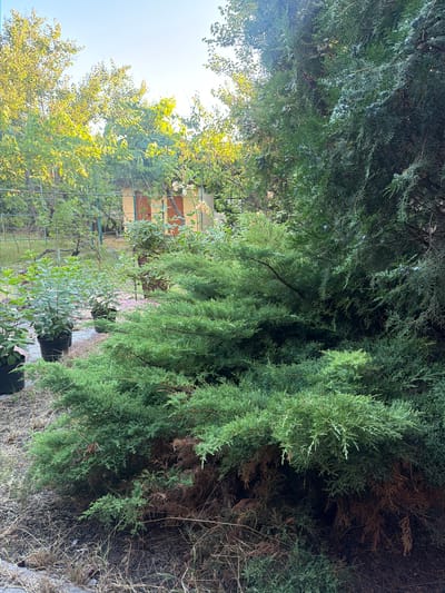 This is a vertically oriented, close-up photograph of dense evergreen foliage. The branches of an evergreen tree, likely a cypress or juniper, dominate the foreground and midground, their feathery, green needles creating a textured, layered effect. Some of the inner branches appear dry and brown, suggesting natural shedding or aging. The sunlight filters through the leaves, creating highlights and dappled shadows, particularly on the left side of the image where a bright lens flare is visible.

In the background, through a break in the foliage, a building with a yellow facade and orange-tiled roof is partially visible. A metal trellis or fence runs along the side of the building, with some greenery climbing it. Below this, several potted plants in black containers are arranged on a paved surface, possibly a walkway or patio. The sky is a clear, bright blue, indicating a sunny day. The overall impression is of a lush, somewhat overgrown garden or yard. The scene appears to be outdoors, possibly in a residential setting, given the presence of the building and potted plants. The time of day appears to be daytime, likely morning or afternoon, due to the bright sunlight and clear sky. There is no discernible text in the image.