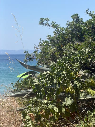 The image depicts a lush, green natural scene with the sea in the background. In the foreground, various plants are prominent, including large, broad leaves of what appears to be an agave plant, with spiky edges. There are also smaller, denser green bushes and dry, straw-like vegetation. A thin strand of dried grass with seed heads extends diagonally across the frame from the left.
Behind the plants, the clear turquoise sea stretches to the horizon, meeting a pale blue sky. The water appears calm, reflecting the bright daylight. A hint of distant land is visible as a faint blue line on the horizon. A bright green object, possibly a kite or a piece of fabric, is partially visible amongst the foliage, suggesting some human activity or recreational presence. The overall impression is one of a sunny day in a coastal, Mediterranean-like environment, likely in Greece given the location context. The lighting suggests it is daytime, with the sun casting shadows and highlighting the textures of the plants. There is no visible text in the image.