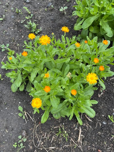 This high-angle, eye-level, full shot captures a patch of bright orange and yellow calendula flowers blooming in dark soil, likely in a garden within Тимирязев ауылдық округі, Kazakhstan. The flowers are in various stages of bloom, with some fully open and others as buds. Lush green leaves surround the blossoms. The soil is visible in the foreground and background, with some small weeds and dried plant debris scattered around. There are no people or animals in the frame. The lighting suggests it may be an overcast day.