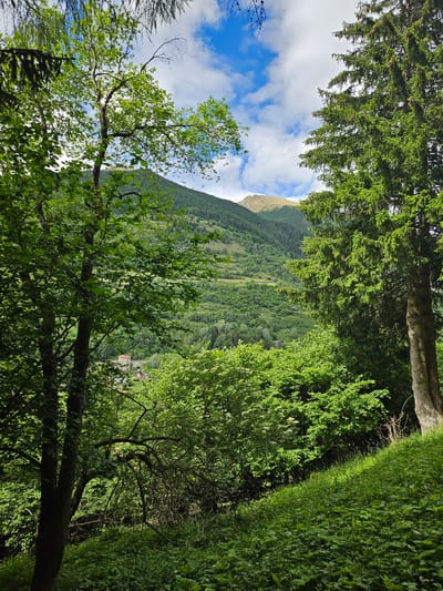 This image depicts a lush, green mountainous landscape. In the foreground, dense foliage and trees frame the scene, with a large evergreen tree on the right side. A tree trunk is visible on the left. Beyond the trees, a verdant mountainside is covered in greenery and smaller trees, with hints of terraced fields. In the distance, a mountain peak with a lighter, possibly bare, summit is visible under a blue sky with scattered white clouds. A cluster of buildings, suggesting a village or town, can be seen nestled in the valley below. The location is identified as Pontagna, Italy, a setting characterized by its natural beauty and mountainous terrain.