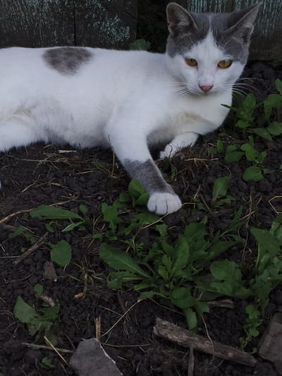 A close-up, eye-level shot captures a medium-sized, domestic cat with white and gray fur lying on dark, damp soil interspersed with green weeds. The cat is predominantly white with gray markings on its head, back, and a foreleg. It has bright yellow eyes, a pink nose, and white whiskers. Its left foreleg is extended, with a white paw resting lightly on the soil. The cat appears alert and slightly curious, with its ears pointed forward.

In the background, a weathered, dark wooden fence or wall is visible, with hints of green moss or lichen. The ground is covered in dark, clumpy soil and a variety of green weeds, some with distinctive serrated leaves. Small twigs and debris are scattered across the soil.

The lighting suggests it might be late afternoon or early evening, with a soft, diffused light casting minimal shadows. The overall mood is peaceful and natural, hinting at an outdoor setting, possibly a garden or yard in a rural or suburban area. There are no visible text elements in the image. The location context is Mokshan, Russia.