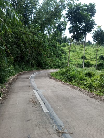 The image displays a winding, paved road in Ariyalai, Sri Lanka. The concrete road surface, light grey in color, curves distinctly to the left, receding into the distance. A white dashed line, featuring a broader, darker grey stripe beneath it, is painted along the road, indicating a lane division or edge. Debris, primarily dried leaves and small twigs, is scattered across the road surface and concentrated along its shoulders. To the immediate left of the road, a dense, verdant wall of tall, dark green foliage, predominantly bamboo and leafy trees, rises steeply. To the right of the road, a strip of overgrown green grass and weeds borders the pavement, giving way to a gentle, grassy hillside. Three slender trees with light-colored trunks and full green canopies stand individually on this right-side slope, interspersed among lighter green ground cover. The background consists of more dense green vegetation on undulating terrain. The sky is overcast and partially visible through the tree canopy. No individuals, animals, or vehicles are present in the scene.