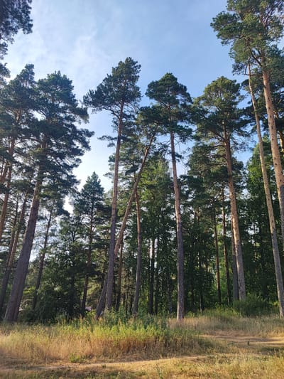 The image captures a view of a tall, dense pine forest under a bright, clear blue sky with scattered white clouds. The sun is high, indicating it's likely midday or early afternoon, and the lighting suggests fair weather. The foreground is filled with dry, golden-brown grass and some green undergrowth, suggesting a warm season like late summer or early autumn.

The dominant subjects are the numerous tall pine trees, many with slender, straight trunks and green, needle-like foliage clustered towards the tops. Some trees lean at angles, and one is significantly bent, creating a unique visual element in the center of the frame. The trees are tightly packed, creating a sense of depth and immersion in the forest. In the background, behind the pines, a denser, darker green forest is visible, possibly a mix of deciduous and coniferous trees. A hint of a building with a reddish-brown roof is visible through a gap in the trees, suggesting the forest is near a settlement or recreational area.

No people or specific objects are discernible within the scene, and no text is visible. The overall impression is one of a serene and natural landscape in a forest setting. The location context provided is Sokolovo, Russia.