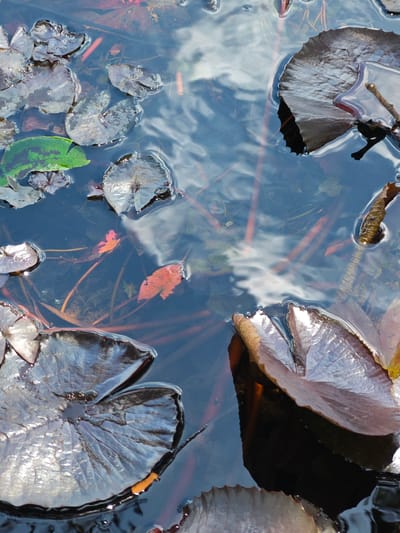 The image shows a close-up view of a pond with lily pads and submerged vegetation. The water is dark and reflects the sky and surrounding foliage. Several lily pads, varying in size and color, are floating on the surface. Some are dark purple-brown, with distinct veins and ruffled edges, while others are lighter gray or greenish. Submerged stems and leaves, appearing reddish-brown, are visible beneath the surface. The overall impression is one of natural tranquility. The prompt specifically asks for the location to be in Ia Hru, Vietnam, but this information is not visually discernible from the image itself.