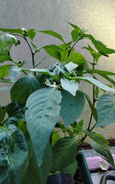 This media file captures a close-up, eye-level view of a pepper plant with several leaves and a few small white flowers. The plant is green and appears healthy, with some of its leaves showing a light blue-green hue. The background is a textured, translucent surface, possibly a window or a greenhouse panel, with a diffused light source behind it, suggesting it might be daytime. There are some subtle hints of a wire mesh and a glimpse of what might be a plant pot at the bottom right, suggesting an indoor or protected outdoor growing environment. No people are visible, and the overall scene conveys a sense of growth and nature. No text is visible in the image.
