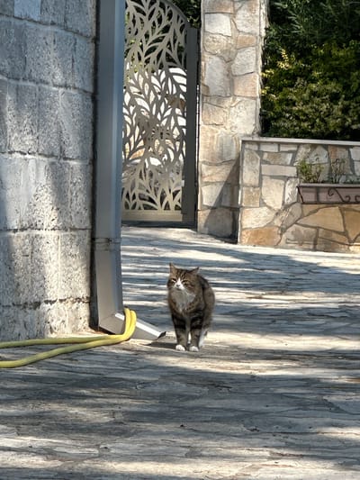 A domestic shorthair cat with tabby markings and white paws is standing on a paved surface in front of a decorative metal gate. The cat is looking towards the viewer, with its head slightly tilted. The paved surface appears to be made of flagstones, with shadows cast by the gate and surrounding structures. To the left of the cat, a large stone wall is visible, with a downspout and a yellow hose coiled at its base. Behind the gate, lush green foliage can be seen. The scene is bathed in sunlight, creating a contrast between light and shadow. This image was captured in Prčanj, Montenegro.