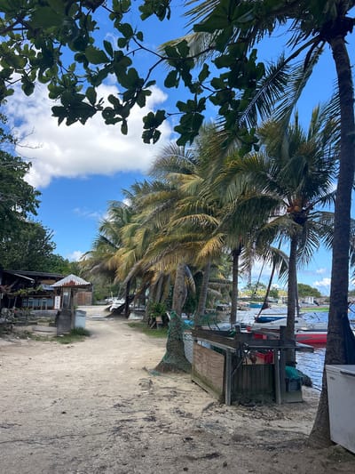 The image shows a view in Sainte-Anne, France, with a sandy path lined with palm trees. In the background, there is a glimpse of the ocean with boats docked near the shore. A building, likely a bar or restaurant, is visible on the right side of the path. The sky is blue with scattered clouds. A leafy tree is on the left edge of the image.