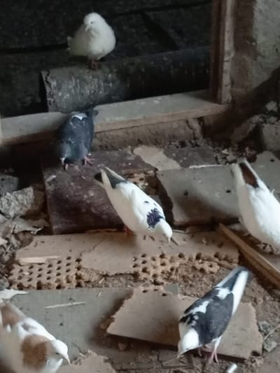 The image shows a group of pigeons in what appears to be an outdoor enclosure or shelter. The environment is rustic, with visible wooden structures, debris, and uneven ground.
Specifically, there are at least six pigeons visible:
1. A white pigeon is perched on a dark, cylindrical object in the upper left portion of the image.
2. A dark grey and white pigeon is standing on the ground in the middle left of the image.
3. A white pigeon with black markings on its back is in the center of the image, facing towards the left.
4. A white pigeon with its head down is on the right side of the image.
5. Another white pigeon with brown markings is in the lower left corner, facing right.
6. A black and white pigeon with its head down is in the lower right portion of the image.
The ground is covered with dirt, broken pieces of what seem to be concrete or plaster, and some organic debris. There is also a perforated surface, possibly a vent or a part of the structure, visible in the middle-left of the frame. The lighting suggests it is daytime, but the area is somewhat dimly lit. There are no people or other animals visible. The scene does not provide any specific indicators of its location in the city of Oshakan, Armenia, beyond the general context of a pigeon enclosure.
