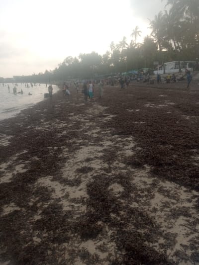 The image displays a crowded beach scene in Shanzu ward, Kenya. The environment is overcast, producing a hazy, diffused light over the coastal area.
The foreground and midground of the beach are extensively covered with thick, uneven patches of dark brown seaweed, interspersed with visible areas of lighter sand. On the left side, the calm, grayish-blue water of the ocean meets the shore.
Approximately 10-15 individuals are partially submerged in the water, appearing to be wading or bathing. On the seaweed-laden beach, numerous people are present. Individuals are seen walking along the water's edge, and a denser concentration of people is observed further inland. All visible individuals are dressed in casual attire.
In the background, a dense line of palm trees and other foliage marks the edge of the beach. Behind these trees, several temporary structures with colorful tarpaulin roofs, including blue, green, and yellow, are visible, alongside a white building. These structures appear to function as stalls or shelters, and a significant number of people are gathered in their vicinity. A dark, possibly cylindrical object, resembling a buoy or tire, is situated near the water's edge in the mid-left portion of the beach. No specific, discernible interactions beyond general movement and presence are evident.