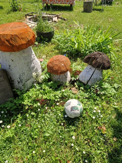 This media file captures a sunlit outdoor scene in Rikava, Latvia. The main subjects are three decorative wooden mushroom sculptures positioned on a grassy area dotted with small white daisies and other green foliage. One mushroom, appearing aged and weathered, has a dark, rough cap and a lighter, smoother stem. To its right, a soccer ball with a classic hexagonal panel design rests on the grass. Nearby, another mushroom sculpture features a reddish-brown, carved cap and a lighter stem, partially obscured by greenery. A third mushroom, predominantly made of light-colored wood with a reddish-brown cap, is visible in the lower left of the frame.
The scene suggests a playful, perhaps whimsical, outdoor decoration in a garden or yard. The bright sunlight indicates it is daytime, and the clear visibility suggests fair weather. There are no people visible in the image. The background includes more grass, some taller green plants, and hints of other outdoor elements like wooden posts and potentially some garden structures. The overall impression is one of a relaxed and pleasant outdoor setting, likely in a rural or suburban location in Latvia. No text is visible in the image.