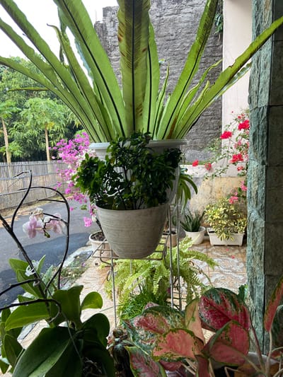 The image depicts a collection of potted plants arranged on a balcony or porch area. In the foreground, a large Bird's Nest Fern (Asplenium nidus) dominates the upper portion of the frame, its broad, glossy green fronds extending upwards and outwards from a white pot. Below it, a smaller plant with dense, dark green foliage is visible in another white pot. To the left, delicate pink orchids with white speckles are suspended from a dark, wrought-iron-like structure.
Further into the background, various other plants are visible, including a fern with feathery fronds and a plant with variegated green and yellow leaves. A potted snake plant (Sansevieria trifasciata) is also present. In the far background, a vibrant display of pink bougainvillea flowers adds a splash of color, cascading over a wooden fence. Beyond the fence, lush green trees are visible, suggesting a natural or semi-natural environment surrounding the urban setting.
The ground is paved with patterned tiles, and a pathway or road is visible in the distance. The architecture of the building is characterized by stone cladding on the right side and a textured concrete wall in the background. The lighting suggests it is daytime, possibly overcast or early morning, with soft natural light illuminating the scene. There are no people or animals visible in the image.
The location is identified as Margorejo, Indonesia, which implies a tropical or subtropical climate, consistent with the types of plants displayed. The overall impression is one of a well-maintained, verdant residential space, possibly an urban garden or balcony filled with a variety of plant life.