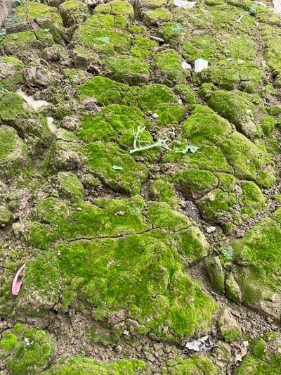 The image shows a close-up, overhead view of cracked, dry earth covered in patches of vibrant green moss. The ground is uneven, with rough, clod-like formations. There are a few pieces of litter scattered across the surface, including a small white plastic object, a curled piece of green plastic, and a pink plastic object. The scene appears to be an outdoor area, possibly a neglected patch of land. No people or animals are visible. The location in the city of Benuaraja, Indonesia is not explicitly depicted or suggested by the visual elements in the image.