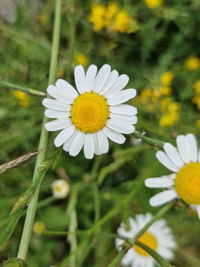 The media file is a close-up, eye-level photograph of daisies in a field. The main subject is a white daisy with a yellow center, positioned prominently in the foreground, slightly to the left of the frame. Its petals are delicate and white, radiating outwards from the vibrant yellow disc. The background is a soft blur of green foliage and small yellow flowers, suggesting a natural, outdoor setting.
To the right of the main daisy, another daisy is partially visible, also white with a yellow center, but out of focus. A thin green stem runs diagonally across the lower half of the image, with blades of grass and a dried grass stalk adding texture. The lighting suggests it is daytime, likely bright, as indicated by the clear colors and the well-lit petals of the daisy. The overall impression is one of a peaceful, natural scene, evoking a sense of simplicity and the beauty of wildflowers. The location is identified as Pancharevo, Bulgaria. There is no visible text in the image.