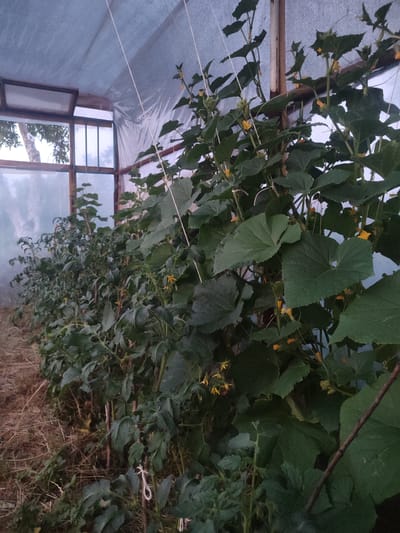 The image depicts the interior of a greenhouse located in Novosamarka, Ukraine. The greenhouse is constructed with a wooden frame and covered with translucent sheeting. Inside, rows of plants are visible, primarily tomatoes and cucumbers, with some plants supported by stakes. The plants are lush and green, with some bearing small yellow flowers, indicating they are in bloom. The ground is covered with dry straw or hay. Sunlight filters through the translucent sheeting and an open window at the far end of the greenhouse, creating a softly lit environment. There are no people or animals present in the image. The overall scene suggests a productive agricultural setting.