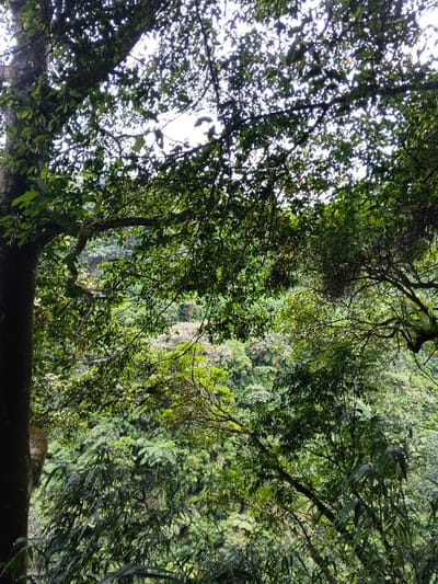 This image depicts a dense, lush forested environment, located in the city of Bangalum Bridge, Papua New Guinea. The upper portion of the frame is dominated by a thick canopy of dark green leaves and branches, silhouetted against a bright sky, resulting in a dappled light effect. A large tree trunk is prominently positioned along the left vertical edge of the foreground. Below the immediate canopy, the midground and background consist of multiple layers of varied green vegetation, encompassing different tree species and ferns, suggesting a steep incline or a valley floor. No individuals, animals, or man-made structures are visible within the frame. The scene is characterized exclusively by natural flora.