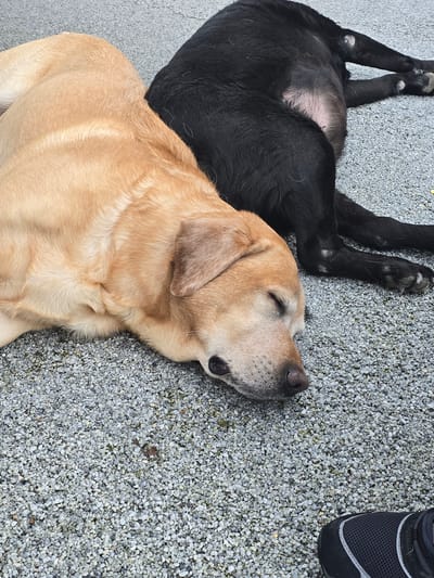 Two dogs, one golden Labrador and one black Labrador, are lying on a surface covered in small grey gravel. The golden Labrador is lying on its side with its eyes closed. Part of a black shoe is visible in the top right corner. The location is not identifiable from the image.