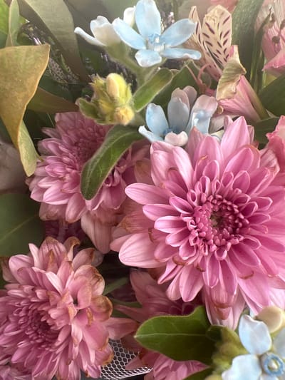 A close-up, top-down view of a bouquet of flowers, primarily pink chrysanthemums and small blue flowers, is captured in this image. The bouquet is likely located in Hadera, Israel, though no specific details about its location within the city are discernible. The focus is entirely on the floral arrangement, with no people or other objects visible. The flowers are in various stages of bloom, with some petals showing slight browning at the edges, suggesting they are not freshly cut. The lighting is bright, highlighting the textures and colors of the petals and leaves.
