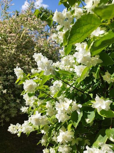 This is a medium-shot, eye-level, outdoor, full-color photograph of a flowering bush, likely mock orange (Philadelphus) due to the white, star-shaped flowers. The bush is in full bloom, with numerous clusters of white flowers and lush green leaves. The flowers are delicate and abundant, with some in focus in the foreground and others blurred in the background. The sunlight is bright, casting shadows and highlighting the textures of the petals and leaves. Behind the flowering bush, another tree with smaller, light-colored leaves and hints of pink is visible, also under a bright blue sky with scattered white clouds. The overall impression is one of a vibrant, sun-drenched summer day. A watermark at the bottom right corner indicates the date "20.06.2026 16:21". The image does not contain any people or any indication of human activity. The setting appears to be a garden or park, and based on the provided information, this location is in the city of Baranavichy, Belarus.