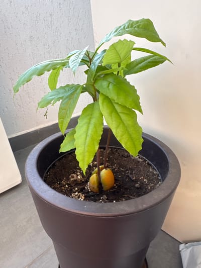 An avocado plant is shown growing from its seed in a dark brown, tapered pot filled with soil. The plant has several bright green, elongated leaves with ruffled edges, and a reddish-brown stem. Two halves of the avocado seed are visible, partially submerged in the soil, with the stem emerging from between them. The pot is placed on a tiled floor. In the background, there is a textured, light-colored wall and a plain cream-colored wall. The overall setting appears to be indoors or on a sheltered balcony. The image does not contain enough information to determine the specific location in Aradippou, Cyprus.