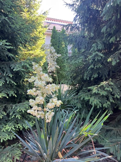 The image depicts a sunlit outdoor scene, likely a garden or yard, with lush green foliage. In the foreground, a cluster of white, bell-shaped flowers hangs from a tall stem, set against a backdrop of dense, dark green evergreen trees, possibly fir or pine. To the right, the spiky, sword-like leaves of a yucca plant are visible, catching the sunlight. In the upper left portion of the image, a portion of a building with a reddish-tiled roof is visible, peeking through the trees. The sunlight filtering through the leaves suggests it is daytime, with the brightness indicating fair weather. The scene is tranquil and natural, conveying a sense of peacefulness. There is no text visible in the image. The location context provided is Fontanka, Ukraine.