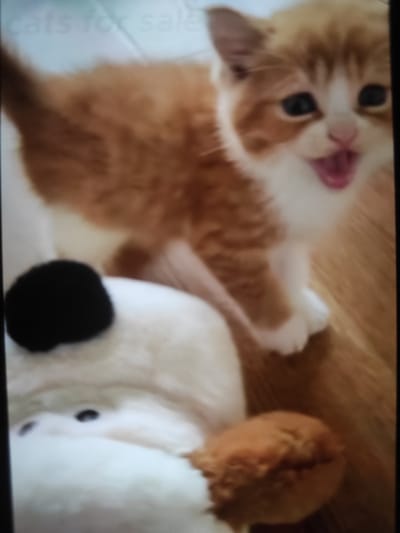 A ginger and white kitten with wide eyes and an open mouth sits on a white stuffed animal with a black ear. The kitten is positioned above the stuffed animal, and its front paws are resting on it. The stuffed animal appears to be a dog or a similar creature, with a white body and a black, round ear. In the background, there is a blurred image of text that reads "cats for sale" and a wooden surface. The overall scene appears to be indoors, possibly in a home or a pet store. There is no information in the image to determine a specific location in Ungheni, Moldova.
