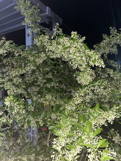 An outdoor, medium-shot, eye-level, nighttime photograph depicts a dense, overgrown bush laden with small, star-shaped white flowers. The bush is partially obscured by a grey metal structure, possibly a carport or awning, on the left side of the frame. The background is dark, with visible power lines stretching across the upper right quadrant of the image. The overall impression is one of lush vegetation and a somewhat neglected outdoor space, characteristic of a residential area in Jambearum, Indonesia. There are no people or animals visible in the scene.