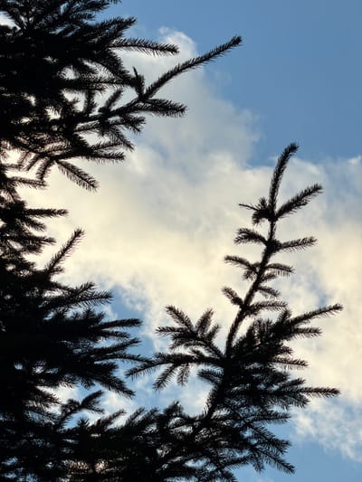 This is a silhouette photograph of evergreen tree branches against a sky with clouds. The branches are dark and detailed, with individual needles visible. The sky is a pale blue with streaks of white and yellow clouds, suggesting a bright but possibly overcast day. The perspective is looking upwards from below the trees. The scene is natural, likely outdoors in a wooded area. There is no visible text. The time of day appears to be either morning or late afternoon, given the lighting on the clouds. The overall mood is serene and natural, with a sense of looking up into the vastness of the sky through the canopy. The location context indicates this scene is from Zimyonki, Russia.