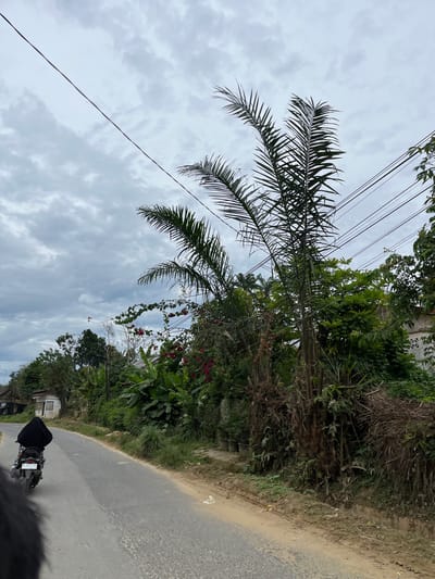 The image captures a scene on a paved road in Rantau Pauh, Indonesia. A person wearing a black hijab and black clothing is riding a black motorcycle away from the camera. The motorcycle has a license plate that appears to read "BL 4614 UAC". The road is flanked by lush green vegetation, including palm trees and flowering plants with red blossoms. Overhead, power lines are visible against a cloudy sky. On the left side of the road, a small, white building with a dark roof is situated. The scene appears to be a rural or semi-rural area on an overcast day.