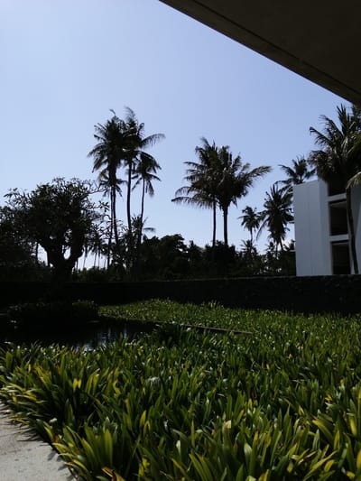 The image depicts an outdoor scene with lush greenery in the foreground, a pond with aquatic plants, and a collection of palm trees and other foliage in the background. A modern white building with several levels and balconies is visible to the right of the palm trees. The sky is clear blue. The setting appears to be a resort or hotel with tropical landscaping, likely located in a warm climate. Given the mention of Banyuwangi, Indonesia, this location is likely a tourist-oriented area known for its natural beauty and resorts.