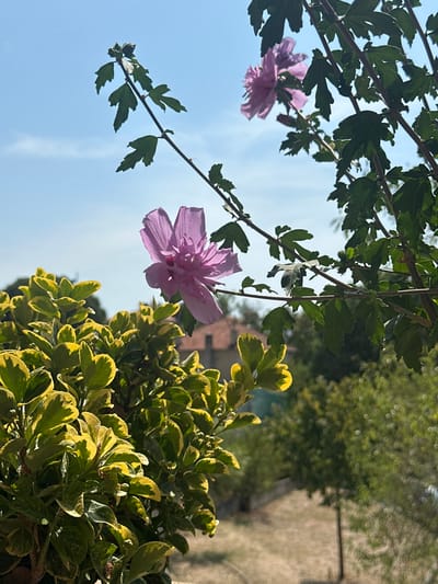 The image depicts an outdoor scene under bright daylight, consistent with a garden or residential area in Zadar, Croatia. In the foreground on the left, a dense, variegated shrub with small, glossy green and yellow leaves is prominently displayed. Across the midground, a branch extends from the upper left, featuring dark green, lobed leaves and two pale pink-purple, multi-petaled flowers, characteristic of Hibiscus. One flower is in the lower left, sharp and detailed, while a second, slightly less distinct flower is positioned in the upper right quadrant. The sky, visible in the upper half of the image, is a clear, light blue with minimal, wispy clouds. The background, largely out of focus, reveals the terracotta-tiled roof of a building, indicative of Mediterranean architecture common in Zadar. Beyond the structure, a expanse of blurred green trees and what appears to be dry, light-colored ground or a dusty path is visible, with a faint, light-colored fence line running horizontally. No individuals or animals are present. The scene is static, illustrating natural elements and distant urban structures bathed in strong sunlight.