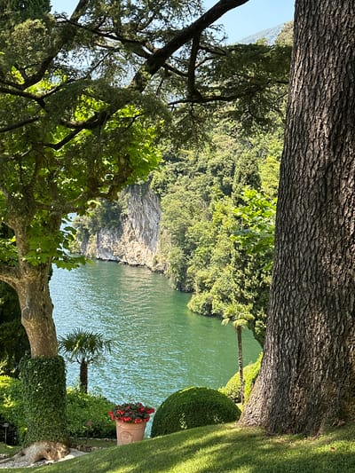 The image depicts a scenic view of a body of water, likely Lake Como, from a garden in Tremezzina, Italy. In the foreground, a large tree trunk with textured bark dominates the right side of the frame. To the left, another tree, partially covered in ivy, stands with its leafy branches extending over the scene. The middle ground reveals a vibrant green lake, with a steep, rocky cliff face rising from its edge on the left. Lush, dense foliage covers the surrounding hillsides. A small palm tree and neatly trimmed bushes are visible in the garden. A terracotta pot filled with bright red flowers sits on the grass. The sky is clear and blue. The overall impression is one of serene natural beauty and manicured gardens.