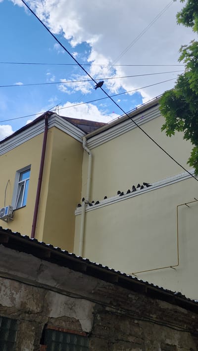 The image is taken from a low angle looking up at buildings and the sky in Smolensk, Russia. A building with a tan-colored exterior has a row of birds perched under the eaves along the top edge of the wall. The building has a maroon trim and a small window with a light blue interior, under which is mounted an air conditioning unit. A power line runs diagonally across the image, and a single bird is perched on it. In the upper left of the image are some green leaves, which are probably from the treetops. To the right of the tan building, there is a dilapidated building with exposed brick and rubble. The sky is visible in the background and is blue with scattered white clouds. There are 3 power lines running diagonal from left to right, bottom to top. The city name, Smolensk, and the country, Russia, are included in the description of the location.