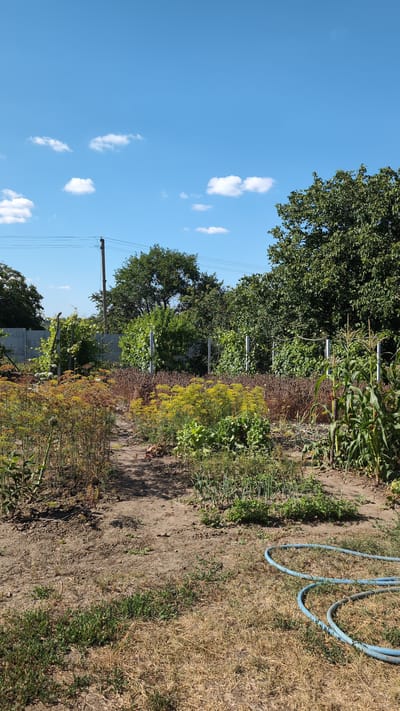 This is a vertical, eye-level, outdoor photograph taken on a sunny day in a garden located in Bulatselivka, Ukraine. The garden is laid out with several rows of crops, including what appears to be dill and corn. A dirt path runs through the center of the garden. In the foreground, dry grass and green weeds are visible, along with a coiled blue garden hose. A light gray concrete fence borders the garden in the middle ground. Behind the fence, a variety of trees and vegetation are present. The sky above is a clear blue with a few scattered white clouds. There are no people or animals visible in the image.