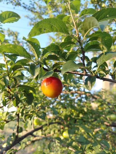 A ripe plum, transitioning from yellow to red, hangs from a branch of a plum tree. The plum is the main subject, with its smooth, shiny skin catching the sunlight. The branch it's on is dark brown and somewhat rough in texture, with several vibrant green leaves extending from it. These leaves are oval-shaped with serrated edges and show signs of minor damage, with a few small holes. The background is filled with more of the tree's foliage, creating a dense canopy of green. Some other, unripe green plums are visible in the blurred background. The sky, a clear, pale blue, peeks through the leaves, suggesting it is daytime. The lighting indicates the sun is at a low angle, possibly morning or late afternoon, casting a warm glow on the fruit and leaves. The scene is set outdoors, likely in an orchard or a garden in Vasylivka, Ukraine. The overall impression is one of natural abundance and the subtle beauty of ripening fruit.