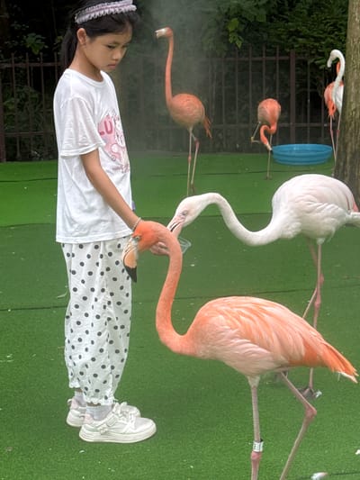 In Pudong, China, a young girl with dark hair, wearing a white t-shirt with a cartoon graphic and white polka dot pants, stands on bright green artificial turf. She is looking down, with her right hand extended towards a vibrant pink flamingo. Her hand is adorned with a beaded bracelet. The flamingo, in focus, has its beak near the girl's hand, and its head is turned to face her. To the right of this flamingo, a white flamingo with pink accents on its wings and tail is also present, with its long neck curved. In the background, more flamingos, both pink and white, are visible, along with a dark metal fence, lush green foliage, and a small blue pool. The scene suggests an interaction at a zoo or animal park.