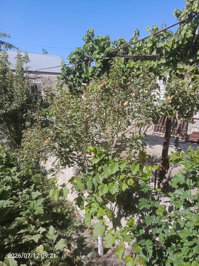 In this outdoor image, taken on July 12, 2026, at 09:21, the scene depicts a courtyard area in Yukari Yobu, Uzbekistan. The foreground is dominated by lush green foliage, including what appears to be eggplant plants with their broad leaves. Behind this, a pear tree is laden with ripe pears, their golden-brown skin visible against the green leaves. The tree is supported by a metal structure, part of an overhead trellis system, which also supports grapevines with their characteristic leaves.
In the background, a building with a corrugated metal roof is visible, suggesting a residential or agricultural setting. The walls of the building appear to be made of stone or concrete blocks. Further back, a wooden bench or seating area can be seen, indicating a place for relaxation. The ground is a mixture of dirt and gravel. The sky above is clear and blue, indicative of a sunny day. The overall impression is one of a cultivated garden or yard, possibly part of a home or a farmstead, in a rural or semi-rural environment.