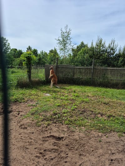 A kangaroo stands upright on its hind legs in a grassy enclosure. It is a reddish-brown color and appears to be a red kangaroo. The kangaroo is facing to the right of the frame, with its head turned slightly to the left. It has its forelimbs tucked close to its chest. The enclosure is surrounded by a fence made of bamboo poles and wire mesh. Behind the fence, there is a line of trees and a cloudy sky. The ground in the foreground is dirt, with patches of grass. This scene appears to be in an animal enclosure, possibly a zoo or wildlife park. Given the details of the surrounding flora, specifically the presence of pine trees and deciduous trees common to temperate climates, and the structure of the enclosure fence, this location could be a wildlife park or zoo in Nautse, Estonia.